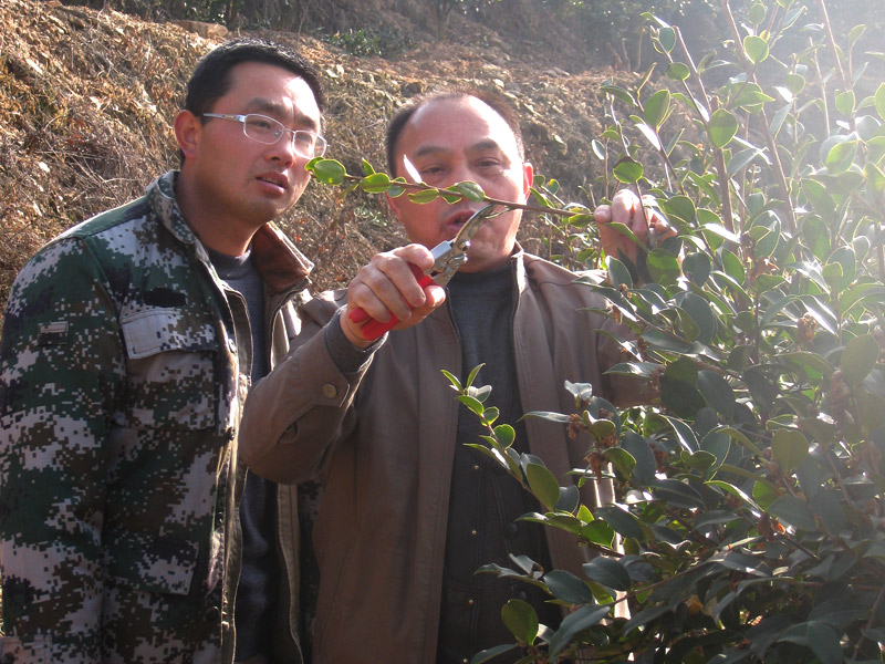 油茶专家李铁明现场演示如何修剪油茶树