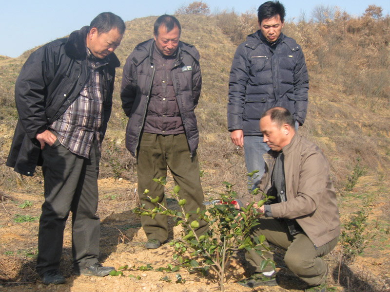 油茶专家李铁明修剪油茶树教学照片