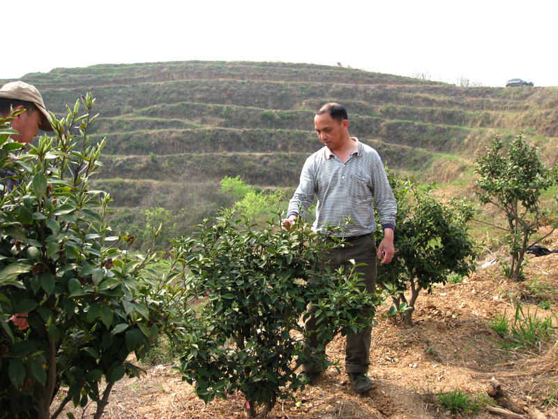 油茶专家李铁明讲授油茶树修剪知识