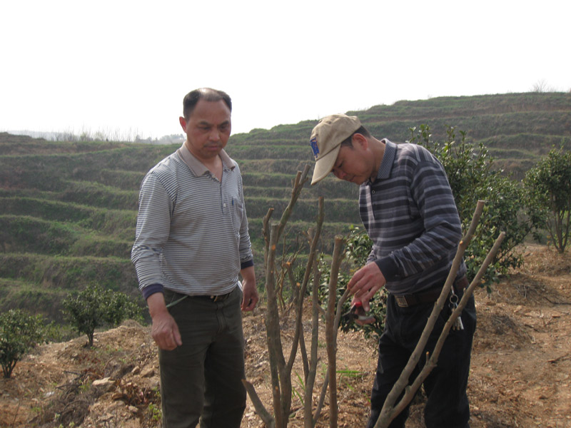 江西油茶专家李铁明现场指导