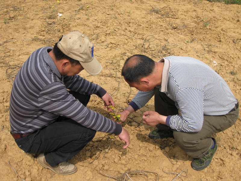 江西油茶专家李铁明教授栽育油茶苗