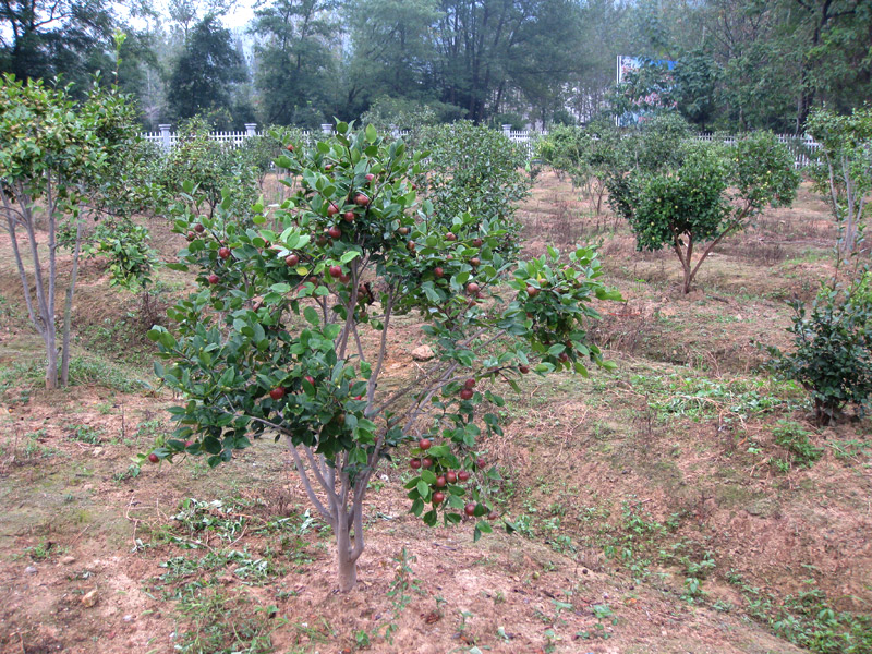 油茶果树