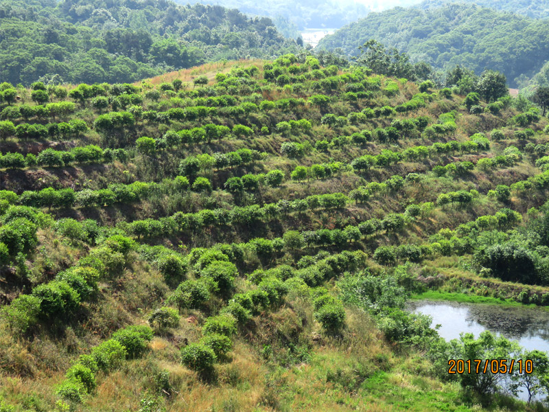 油茶树山