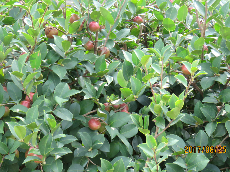 油茶树果实饱满