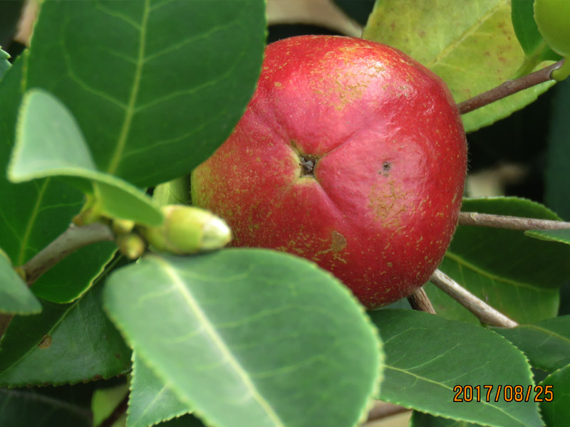 油茶树果