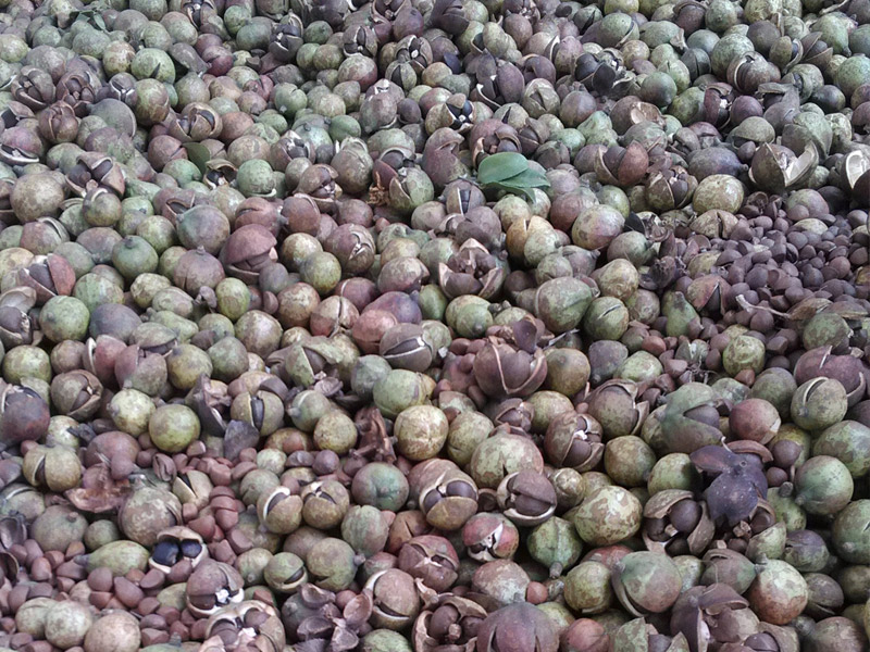 刚采摘的油茶树果籽