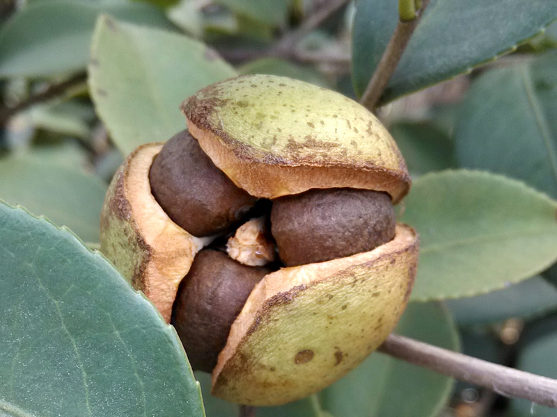 熟了的油茶树果