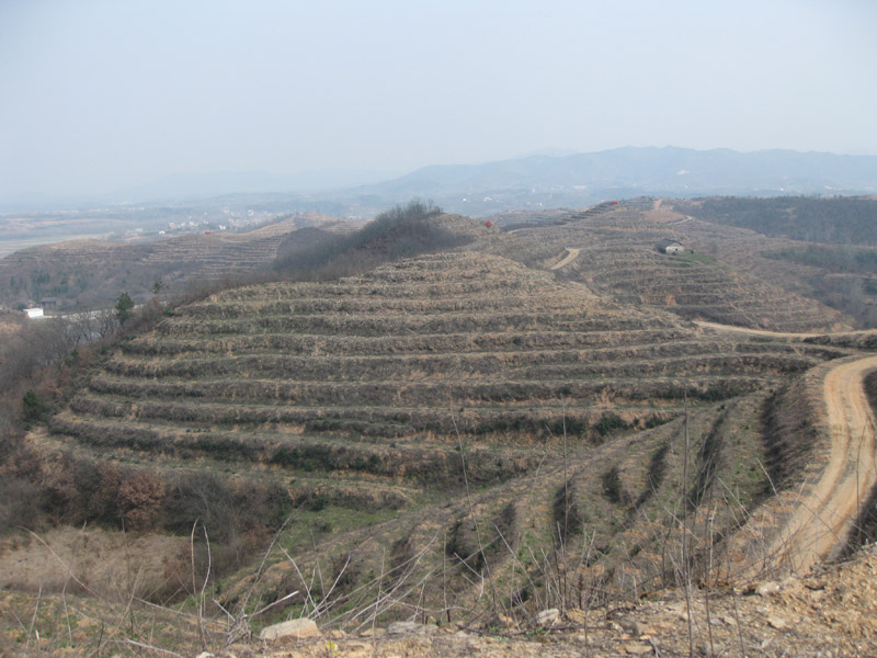 油茶基地