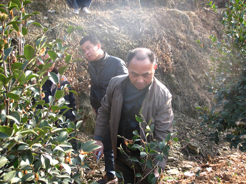 江西油茶专家李铁明现场指导如何修剪油茶树