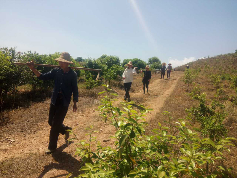 农民工为油茶树除草，干劲十足！