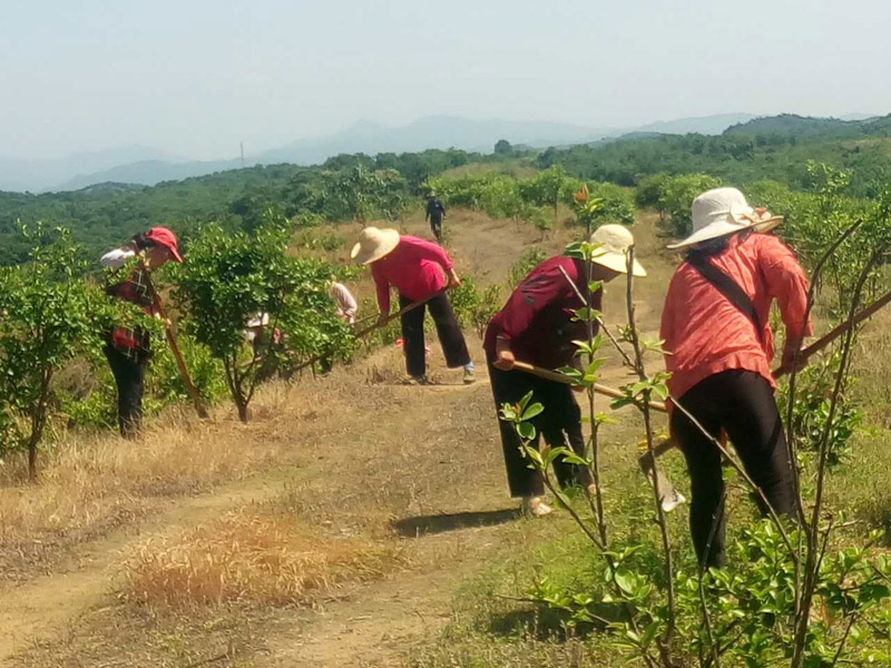 农民工为油茶树除草，干劲十足！