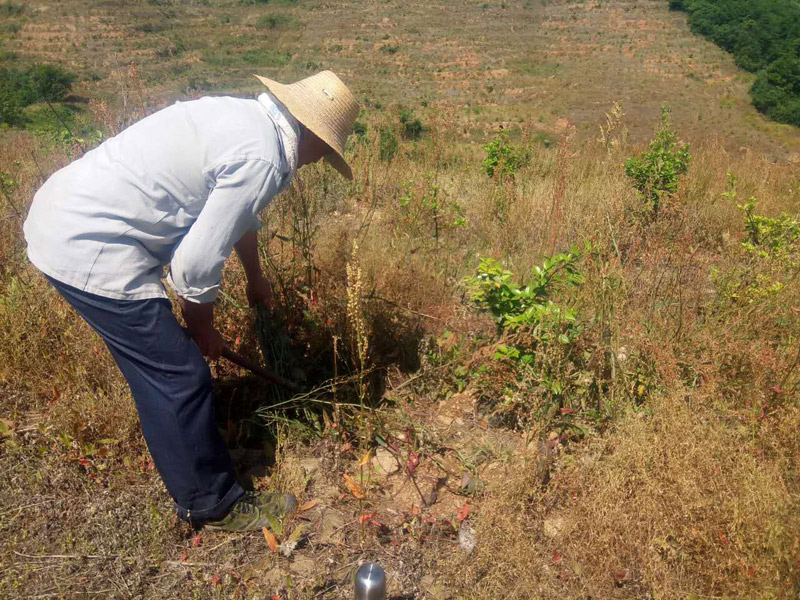 农民工为油茶树除草，干劲十足！