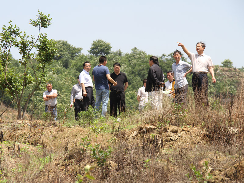 市领导一行莅临油茶基地参观考察