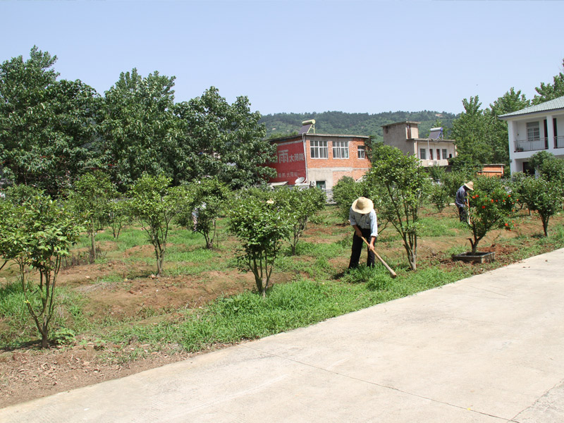 基地茶树除草