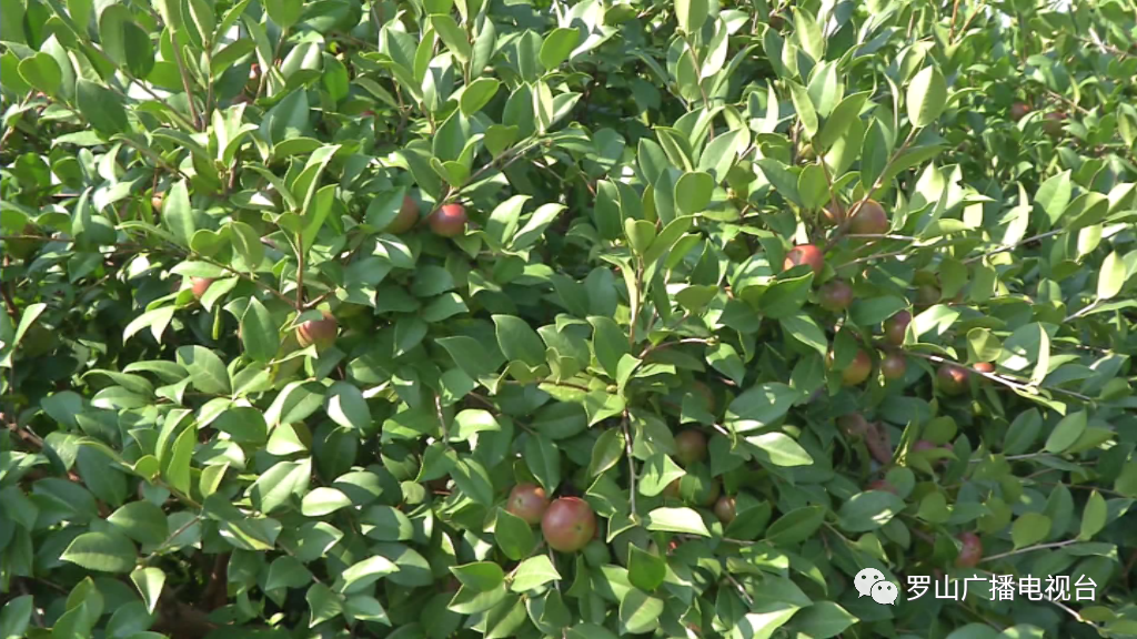 金源油茶：茶果飘香采摘忙