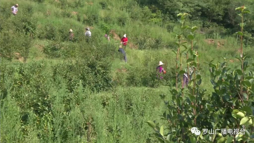 金源油茶：茶果飘香采摘忙