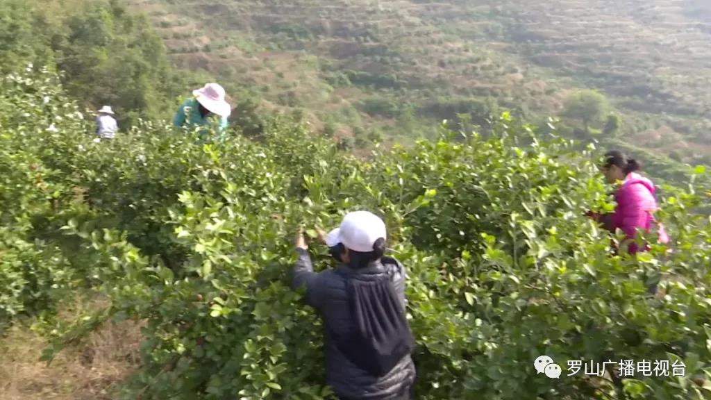 金源油茶：茶果飘香采摘忙