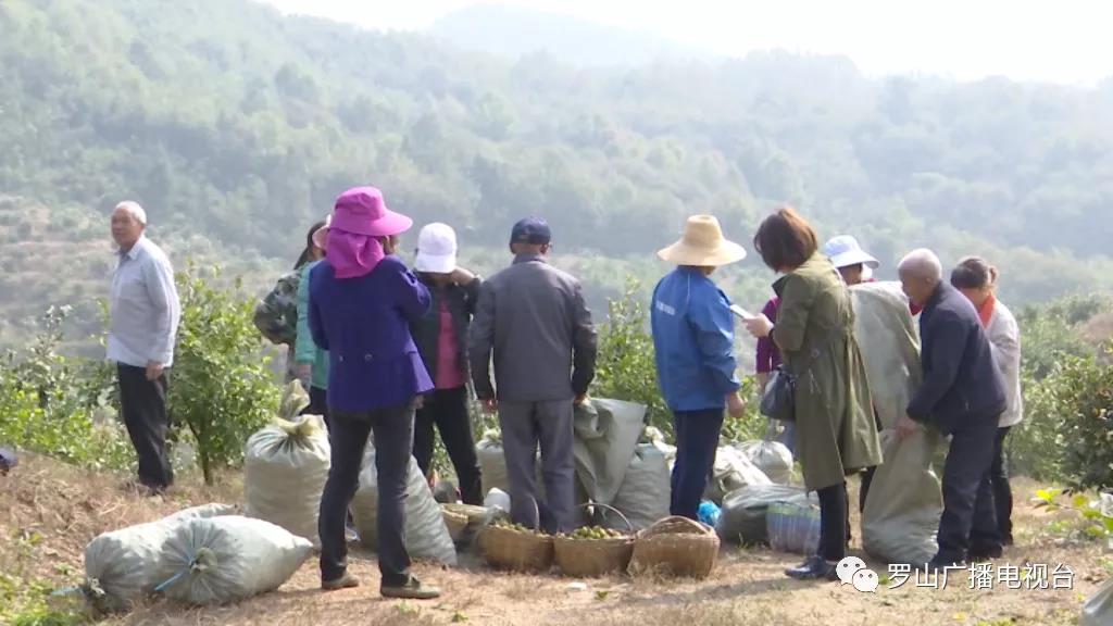 金源油茶：茶果飘香采摘忙