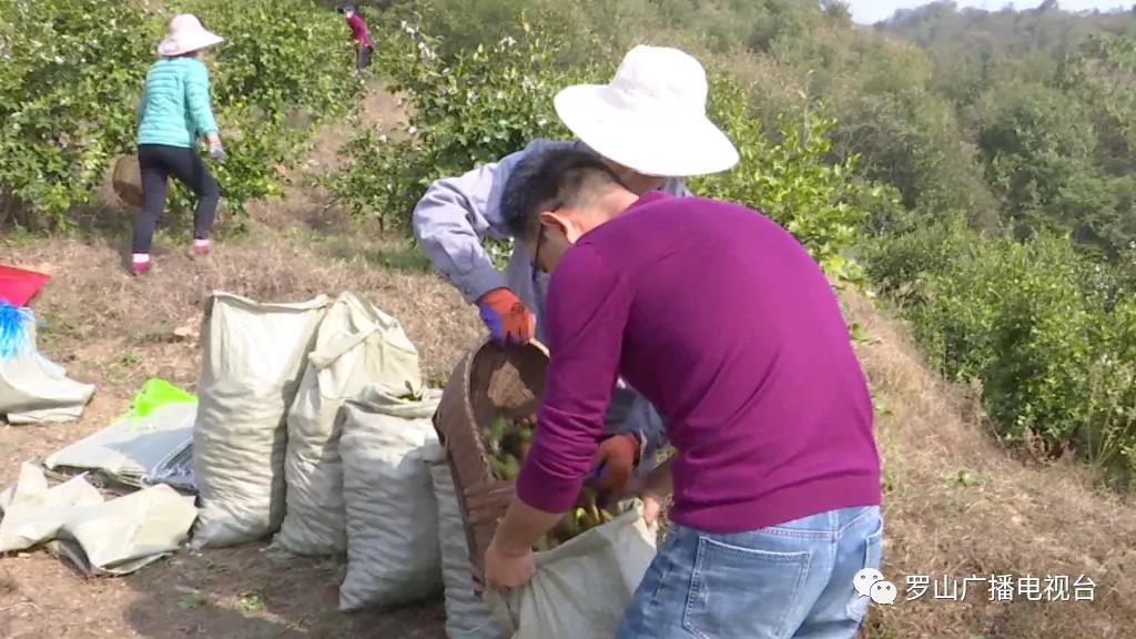 金源油茶：茶果飘香采摘忙