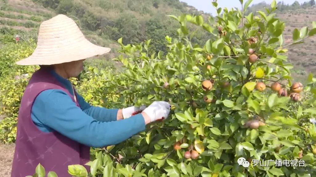 金源油茶：茶果飘香采摘忙