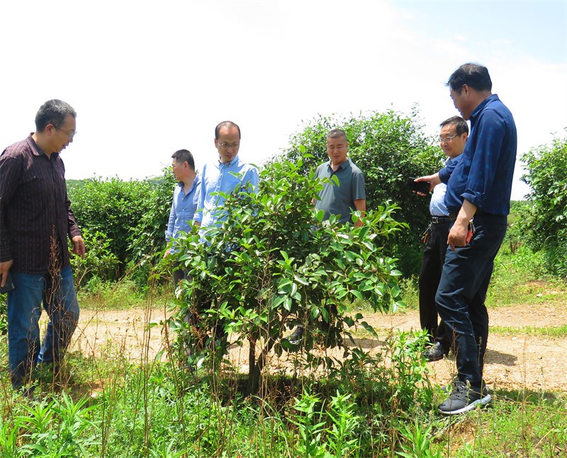 信阳市农业银行行长到金源油茶基地视察