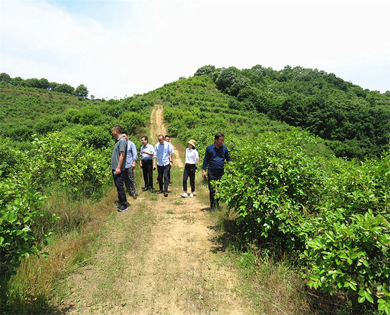 信阳市农业银行行长到金源油茶基地视察