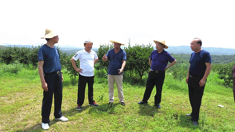 信阳市油茶协会会长熊维政来金源油茶基地视察