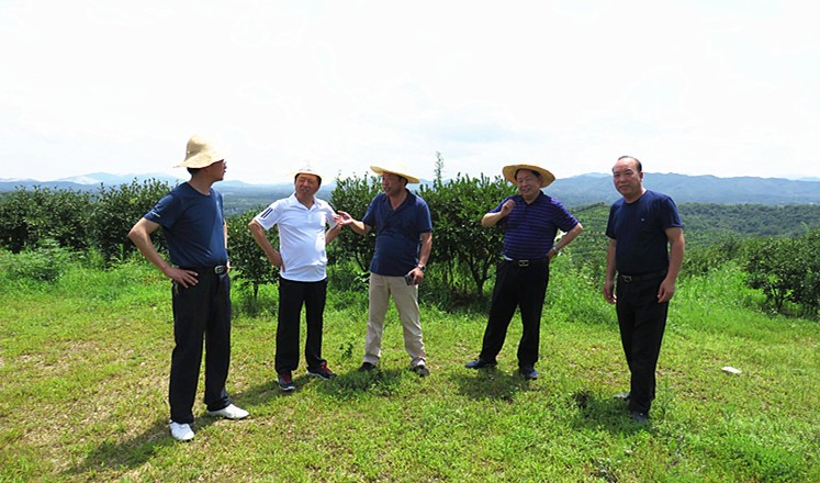 信阳市油茶协会会长熊维政来金源油茶基地视察