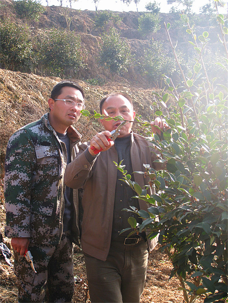 李铁明修剪油茶教学照片--李铁明