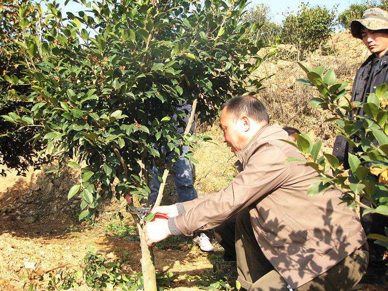 李铁明修剪油茶教学照片--李铁明