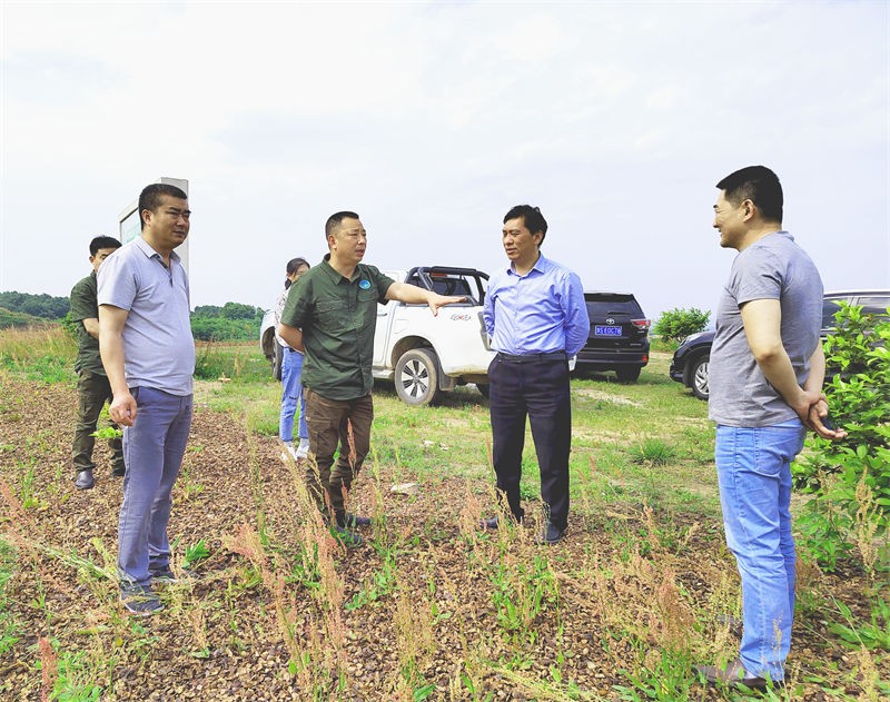 信阳市林茶局局长吴国庆来金源油茶调研油茶发展情况