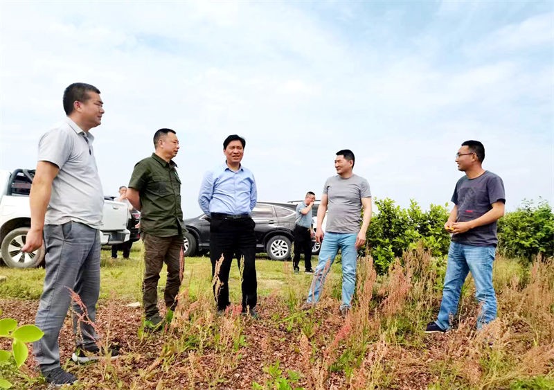 信阳市林茶局局长吴国庆来金源油茶调研油茶发展情况
