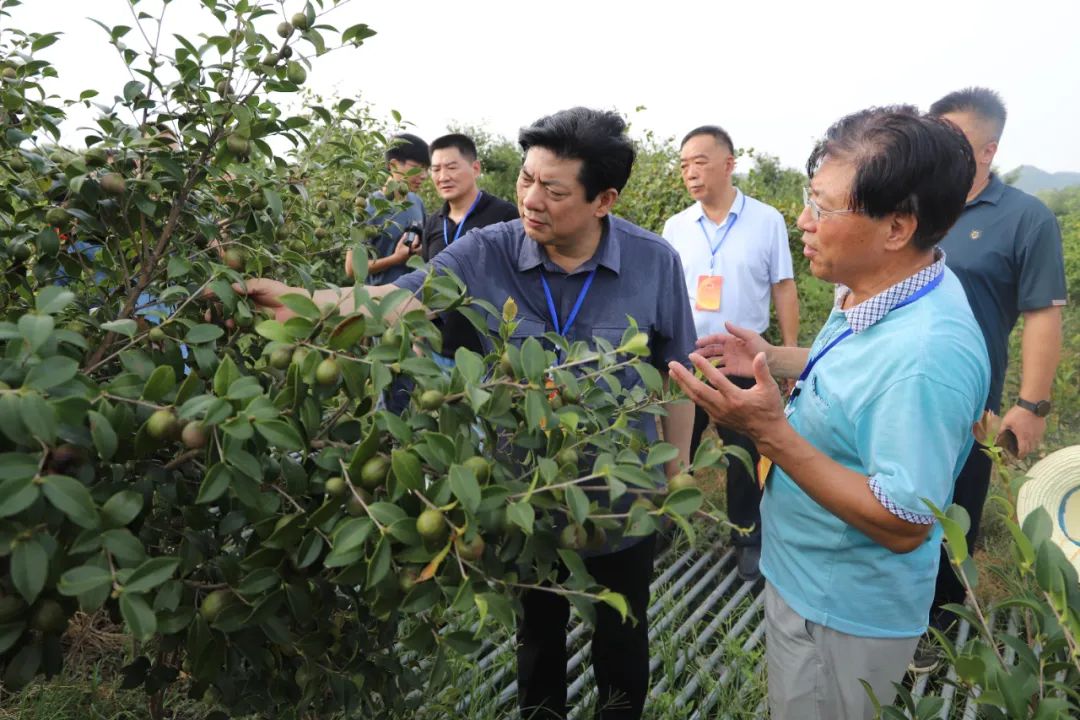 信阳五级人大代表调研油茶产业发展