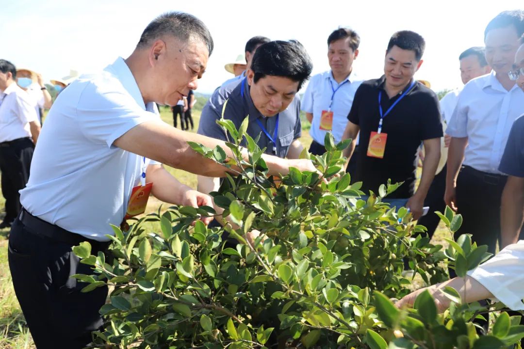 信阳五级人大代表调研油茶产业发展