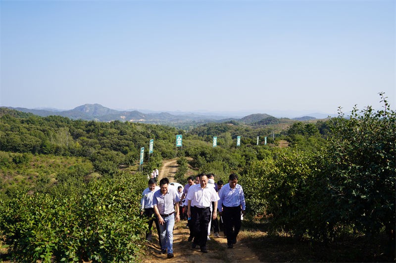 省林业局局长原永胜一行到金源油茶基地考察