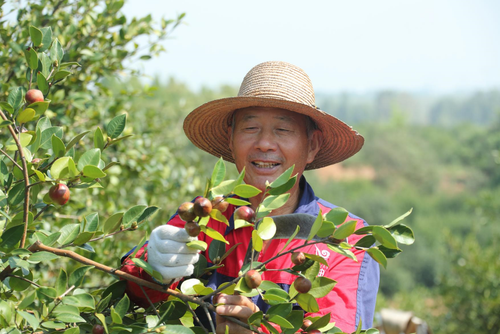 书写“两个更好”出彩答卷｜把油茶业做优做大的信阳之路